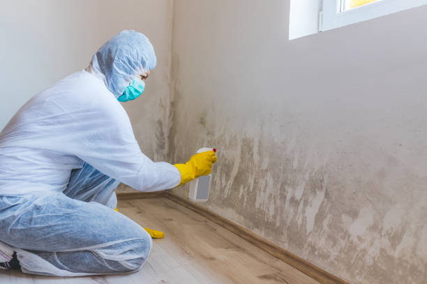 Mold Testing and Removal in Princeton, WI