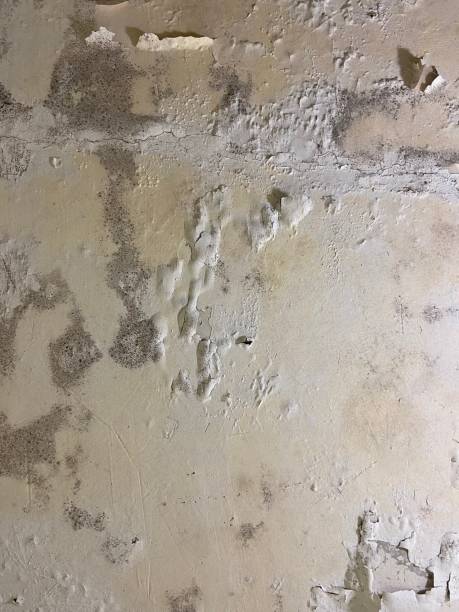 Mold Removal and Inspection in Princeton, WI