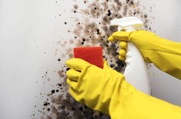 Best Mold Removal Company Near Me  in Princeton, WI