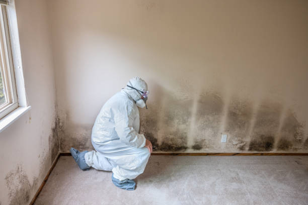 Best Mold Removal and Inspection  in Princeton, WI
