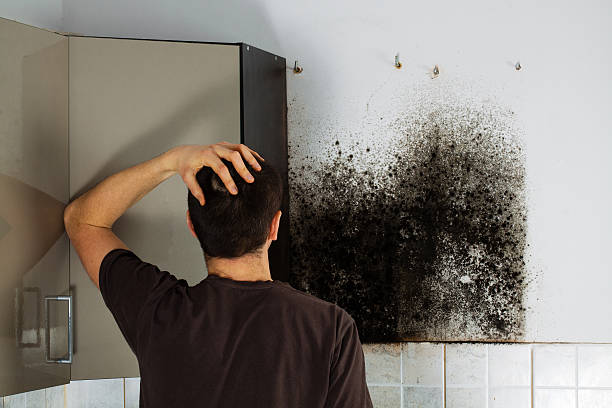 Best Toxic Mold Removal  in Princeton, WI