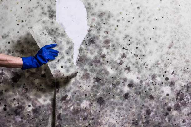 Best Fast Mold Removal  in Princeton, WI
